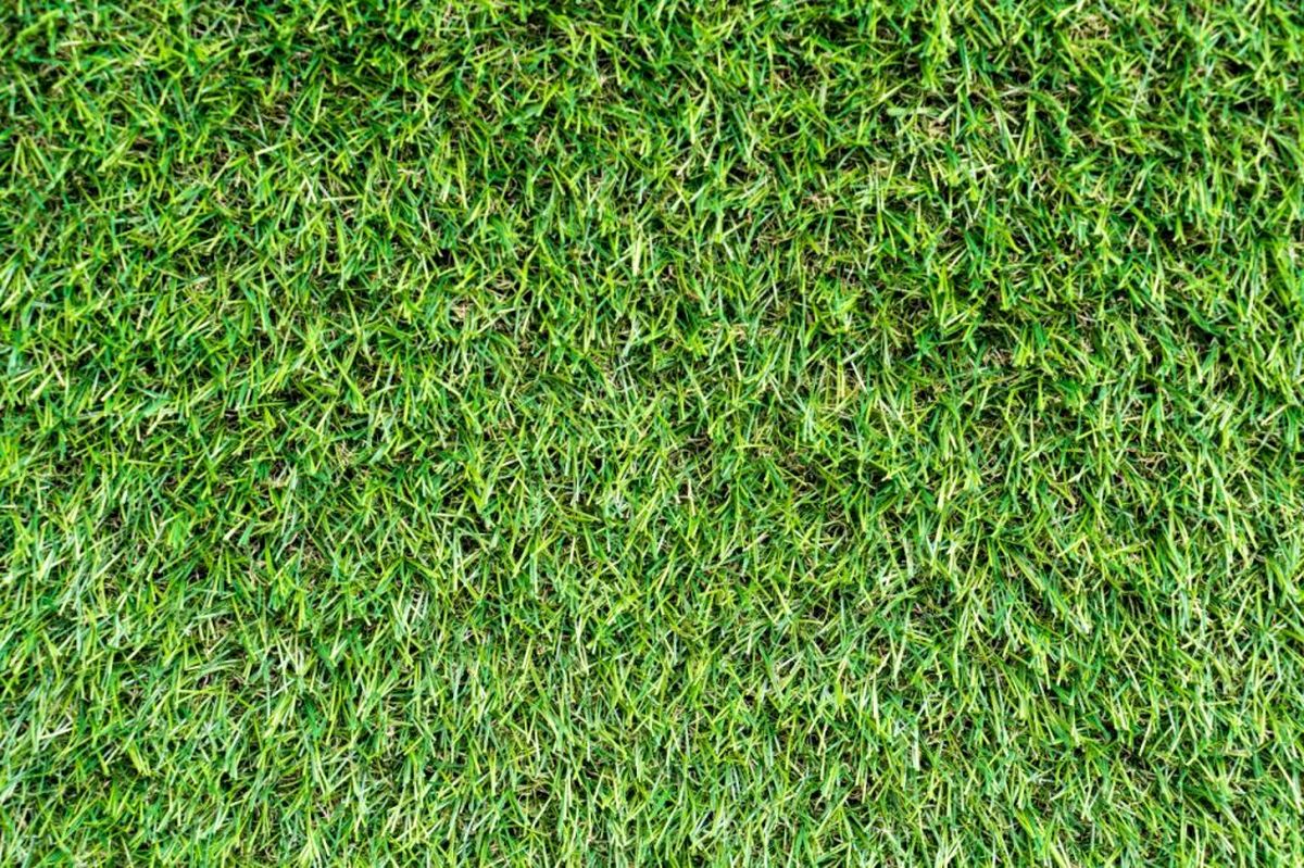 چیپس درختی به جای چمنکاری