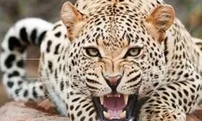 تلاش برای حفظ جان مهمان ناخوانده جزیره اشک