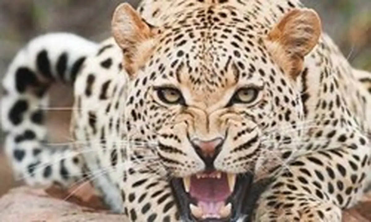 تلاش برای حفظ جان مهمان ناخوانده جزیره اشک