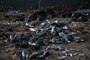 مرگ گروهی ماهیان خزری تکذیب شد