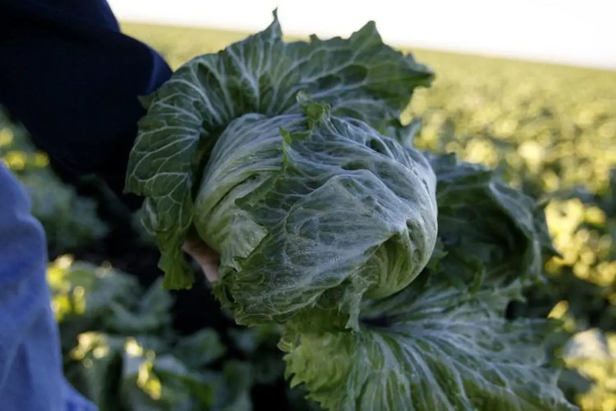 محققان دانشگاه کمبریج رباتی ساخته‌اند که می‌تواند برگ‌های یک کاهو را در مدتی کوتاه و با ظرافت کامل، جدا کند.