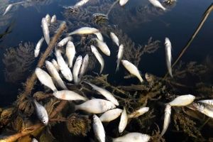 علت مرگ هزاران قطعه از ماهی در زرینه رود مشخص شد