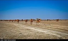 کاروان ۳۰۰ نفری شتر به بیرون از تالاب هامون رانده شدند