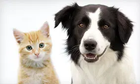 گربه ها به اندازه سگ ها باهوشند