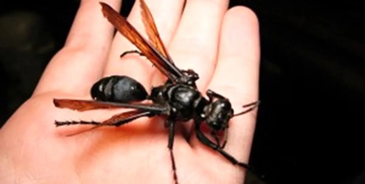 پنتاگون لشگری از حشرات ویروسی را به خدمت می گیرد