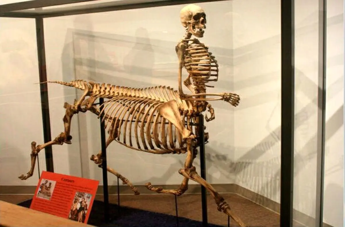 اسکلت عجیب در موزه اسکاتلند!