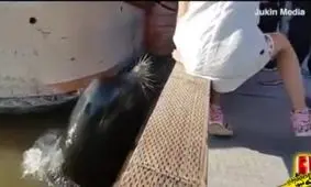 حمله شیر دریایی به دختر بچه؛ مواظب فرزندان خود باشید