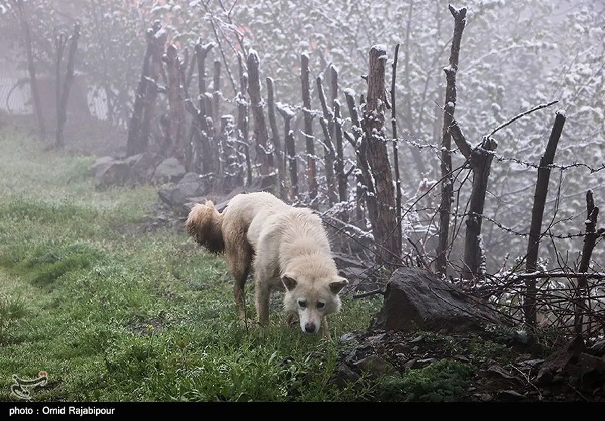 صفر شدن مرگ ایرانیان بر اثر بیماری هاری تا ۱۲ سال دیگر به یک شرط + جزئیات حیوان گزیدگی