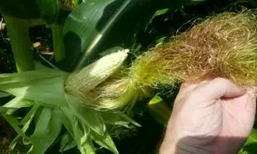 آشنایی با خواص کاکل ذرت