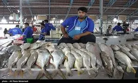 مصرف سرانه آبزیان بعد از انقلاب ۱۱ برابر شده است