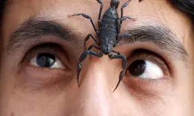 ۴ هزار عقرب داخل اتوبوس قزوین به تهران / نیش زدن یک کودک ماجرا را لو داد !