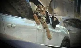 حضور حیوانات عظیم‌الجثه در خیابان‌های شمال تهران