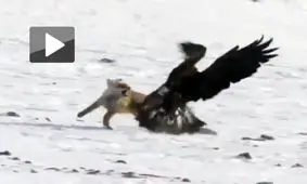 شکار روباه با پرنده های شکاری دست آموز