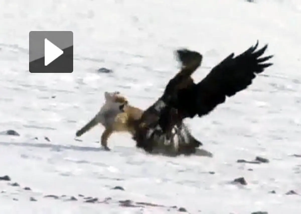 شکار روباه با پرنده های شکاری دست آموز