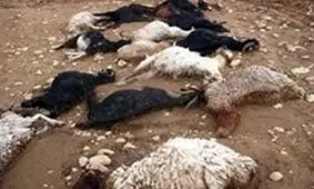 سیل ۱۰۰ رأس گوسفند عشایر خراسان شمالی را به ترکمنستان برد