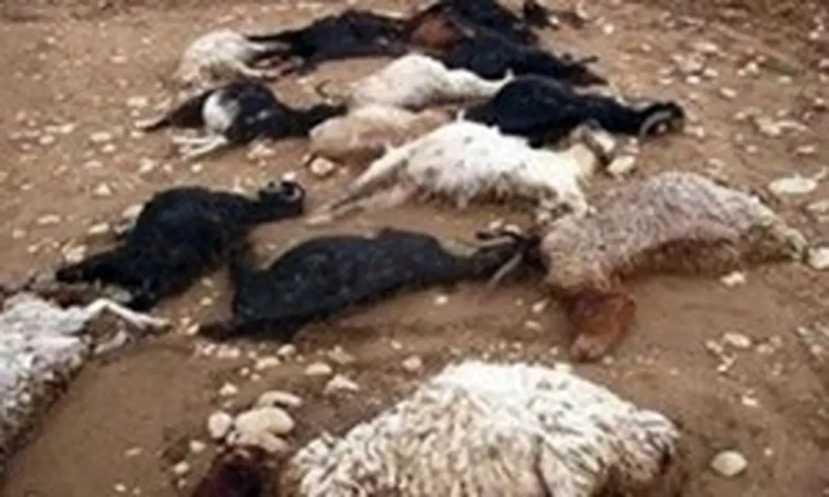 سیل ۱۰۰ رأس گوسفند عشایر خراسان شمالی را به ترکمنستان برد