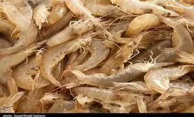 ۳۴۰۰ تن میگو از سایت‌های پرورشی استان بوشهر برداشت شد+تصاویر