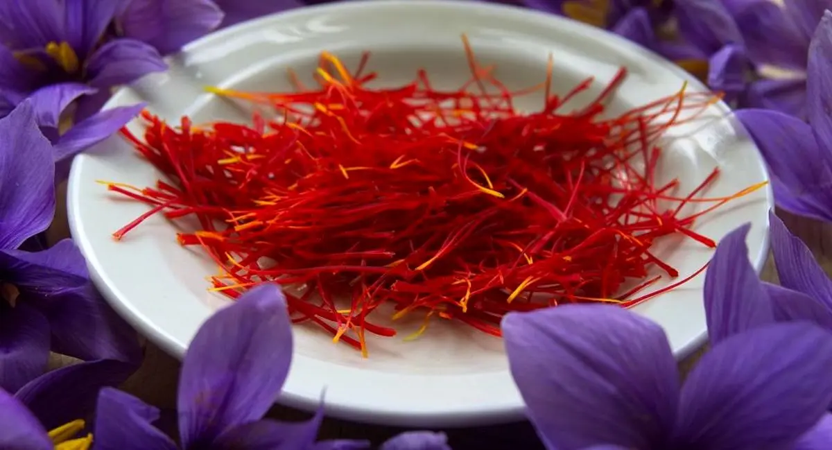 افغانستان واردات زعفران را ممنوع کرد
