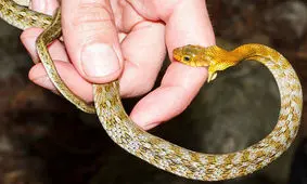 با این راهکارها مارگزیدگی را درمان کنید!