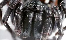 استفاده از سم عنکبوت برای نابودی سلول های سرطانی پوست