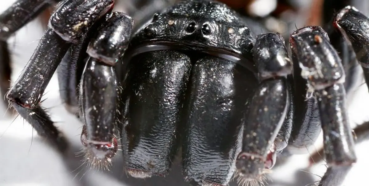 استفاده از سم عنکبوت برای نابودی سلول های سرطانی پوست