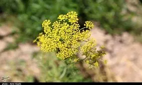 محصولات جالیزی سمنان به روایت تصویر