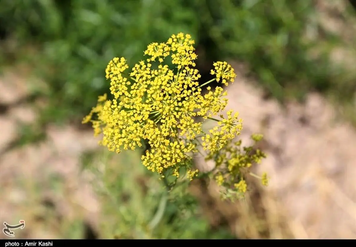 محصولات جالیزی سمنان به روایت تصویر