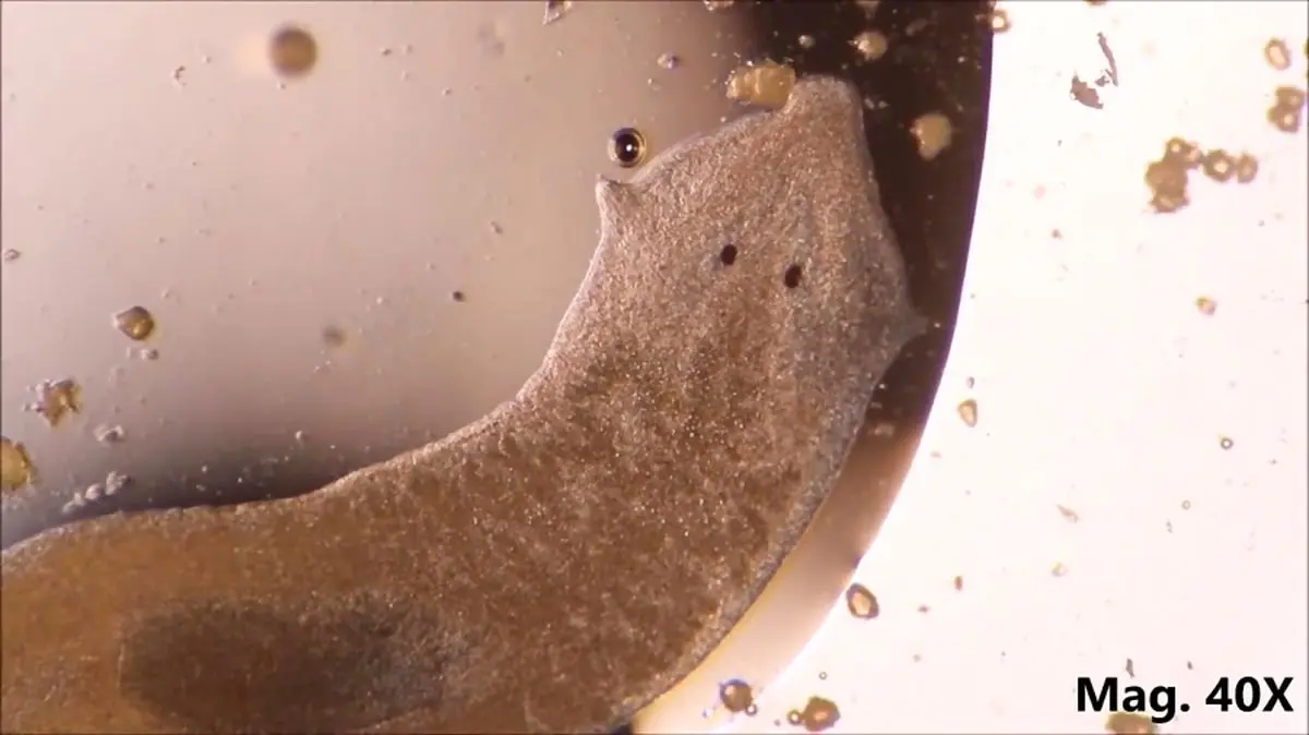 حرکت و تغذیه پلانارین زیر میکروسکوپ