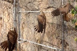 کشف محموله بزرگ قاچاق پرندگان شکاری در لرستان