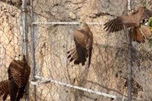 کشف محموله بزرگ قاچاق پرندگان شکاری در لرستان