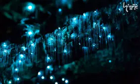 تصاویر شگفت انگیز از موجودات شب تاب