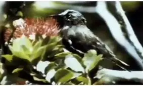 دیگر امکان ندارد این صدای زیبا را به صورت زنده بشنوید