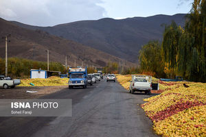 کاهش 40 هزار تنی تولید سیب در آذربایجان غربی