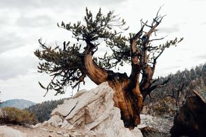 پیرترین درخت زنده ی دنیا کشف شد