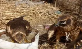 کشف محموله پرندگان وحشی و زینتی در الیگودرز