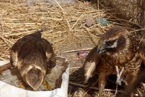 کشف محموله پرندگان وحشی و زینتی در الیگودرز