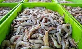 برداشت هزار تن میگو در گمیشان