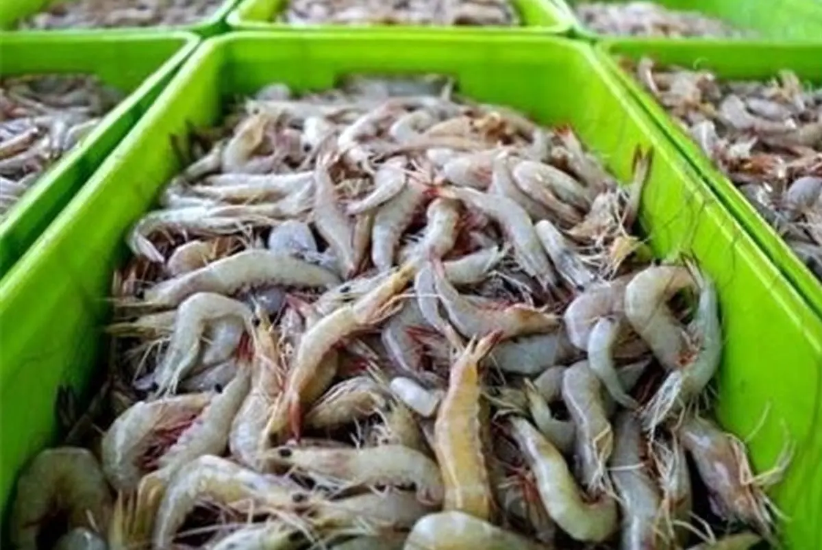 برداشت هزار تن میگو در گمیشان