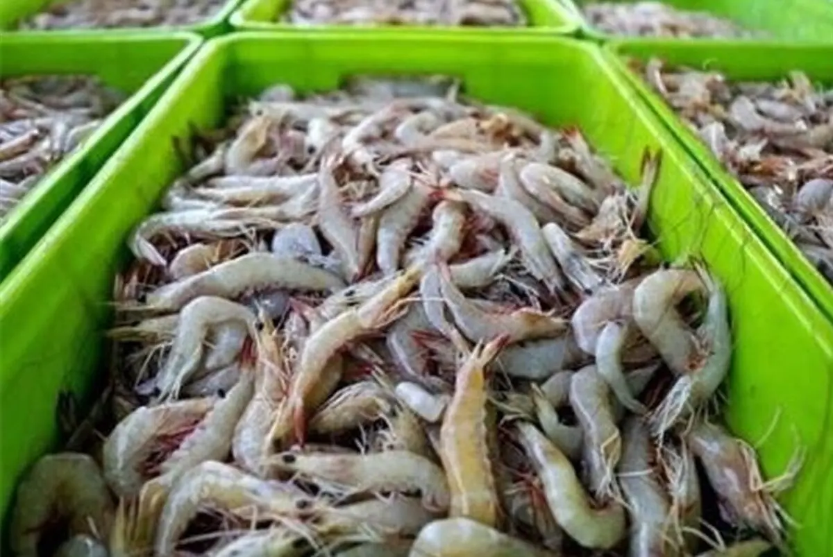 برداشت هزار تن میگو در گمیشان