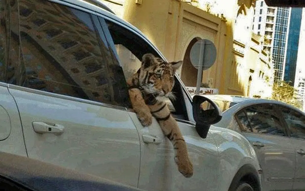 "دوردور با تیزدندان‌ها جرم است"