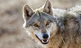 لحظه هولناک حمله گرگ گرسنه به خانم معلم خلخالی/ گفتگو با ۲ زن حادثه دیده/ ویدئو