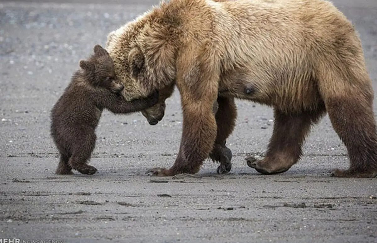 کمک خرس مادر به دو توله‌اش برای عبور از حصار/ ویدئو 