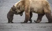 کمک خرس مادر به دو توله‌اش برای عبور از حصار/ ویدئو 