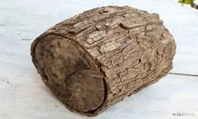 شاهکار هنری روی تنه درخت!