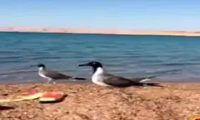 استتار برای شکار توسط انسان!