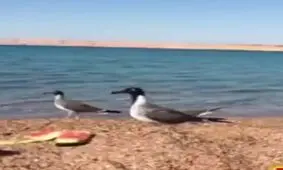 استتار برای شکار توسط انسان!
