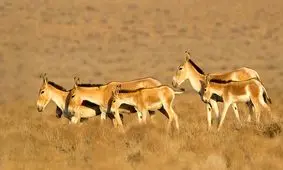 علل مرگ گورخرها در حال بررسی است