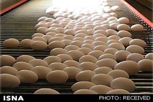 تخم‌مرغ‌ را قبل مصرف نشویید/ ایرانی‌ها سالانه 4 کیلو کمتر تخم‌مرغ می‌خورند