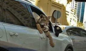 جریمه ۸۰ میلیونی و ۳ سال حبس در انتظار بچه پولدار‌هایی که با شیر و ببر «دور دور» می‌کنند