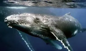 صحنه ای فوق العاده احساسی در حیات وحش